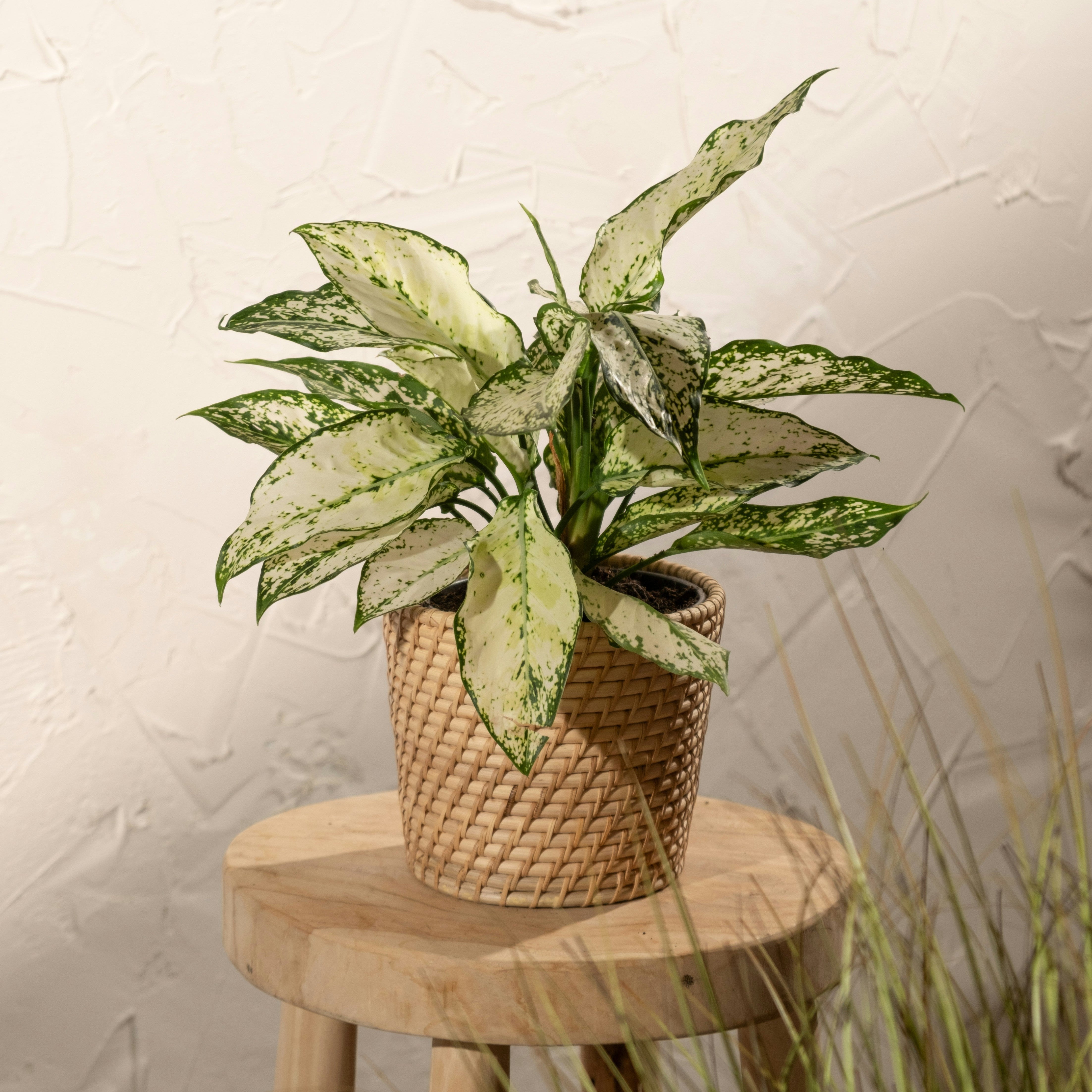 Potted plant on a wooden stool against a textured wall